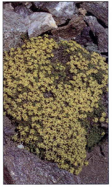 Azorella trifurcata